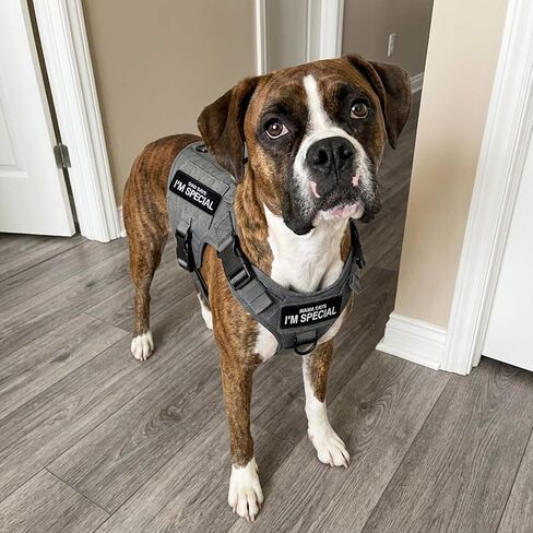2PCS Dog Patches for Harness,Shimmeroo Removable Dad Says I'm Special Patch for Dog Vest Backpack,Clothing, Jeans,Hat,Hook and Loop Fastener in Saudi Arabia
