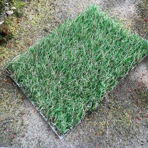 Miniature Grass Tufts (0.4 Inch Height, 5 Colors) - Hand-Tear Grass for Model Railway Diorama, Train Landscape Scenery & Car Diorama Scene Accessories (Autumn Green) in Kuwait