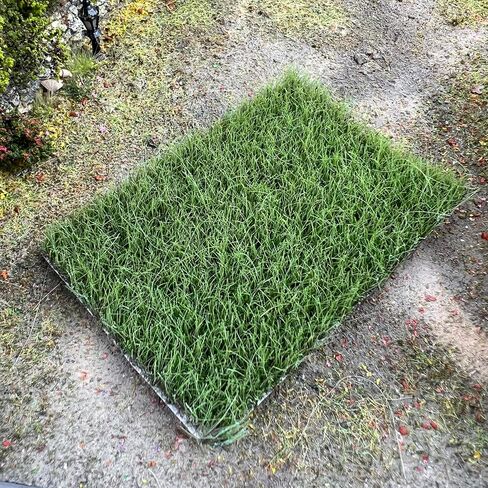 Miniature Grass Tufts (0.4 Inch Height, 5 Colors) - Hand-Tear Grass for Model Railway Diorama, Train Landscape Scenery & Car Diorama Scene Accessories (Autumn Green) in Kuwait