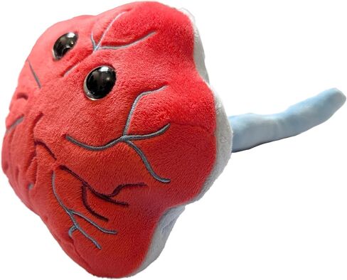الميكروبات العملاقة المشيمة القطيفة، هدية مضحكة OBGYN، هدايا ممرضة العمل والتوصيل، ممرضة LPN، هدايا الحمل، هدية للأم الجديدة، المشيمة المحشوة، نموذج التشريح، ديكور مكتب OBGYN in Kuwait