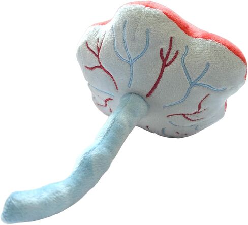 الميكروبات العملاقة المشيمة القطيفة، هدية مضحكة OBGYN، هدايا ممرضة العمل والتوصيل، ممرضة LPN، هدايا الحمل، هدية للأم الجديدة، المشيمة المحشوة، نموذج التشريح، ديكور مكتب OBGYN in Kuwait