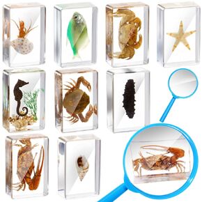 9 Pcs Marine Life Specimen Set Ocean Animal Insect in Resin Specimen Bugs Collection Paperweights with Magnifier Marine Animal Specimens for Scientific Educational Display Collection