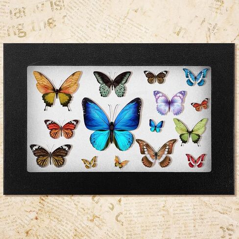 Landical 3 Pack Riker Display Cases Large Collectibles Display Cases Transparent Top for Collectibles Jewelry Pins (12 x 8 x 0.98 Inch) in Kuwait