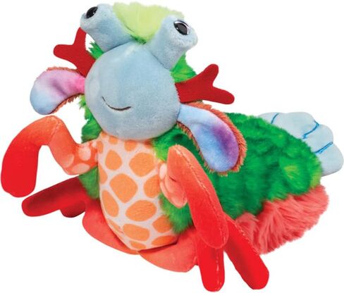 Douglas Punchie Mantis Shrimp in Kuwait