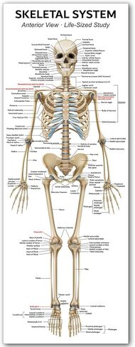 Life Size Skeleton Bones Named Poster 72 x 27 Inch Human Skeleton Poster for Classroom or Lab and Medical Office Shipped Crease-Free Posters Wall Decor for Students Teachers and Doctors in Saudi Arabia