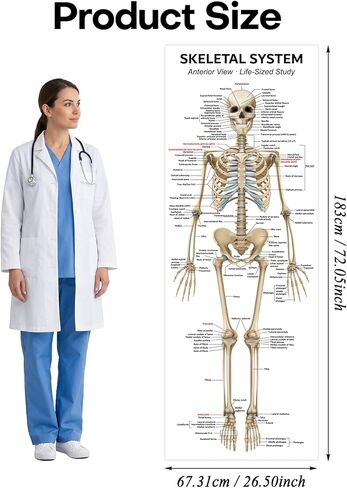 Life Size Skeleton Bones Named Poster 72 x 27 Inch Human Skeleton Poster for Classroom or Lab and Medical Office Shipped Crease-Free Posters Wall Decor for Students Teachers and Doctors in Saudi Arabia