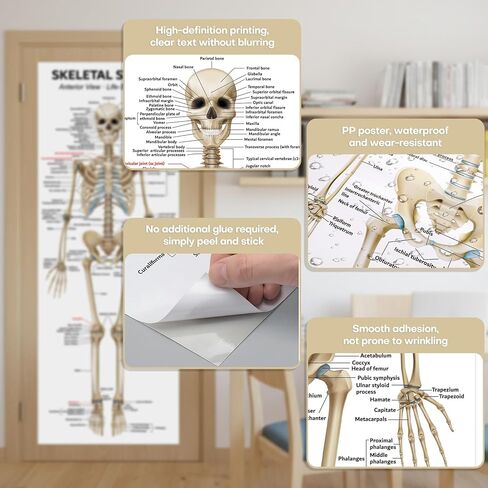 Life Size Skeleton Bones Named Poster 72 x 27 Inch Human Skeleton Poster for Classroom or Lab and Medical Office Shipped Crease-Free Posters Wall Decor for Students Teachers and Doctors in Saudi Arabia