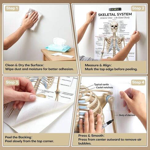 Life Size Skeleton Bones Named Poster 72 x 27 Inch Human Skeleton Poster for Classroom or Lab and Medical Office Shipped Crease-Free Posters Wall Decor for Students Teachers and Doctors in Saudi Arabia