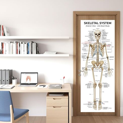 Life Size Skeleton Bones Named Poster 72 x 27 Inch Human Skeleton Poster for Classroom or Lab and Medical Office Shipped Crease-Free Posters Wall Decor for Students Teachers and Doctors in Saudi Arabia