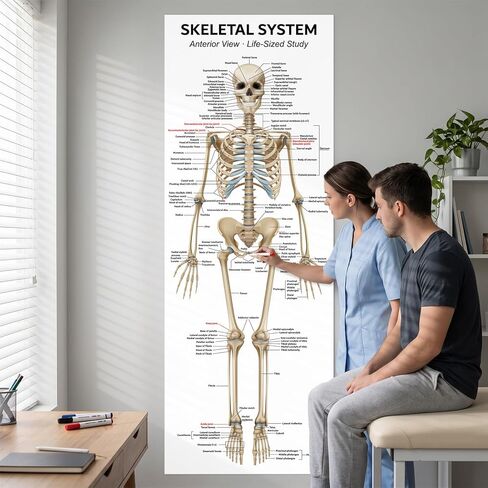Life Size Skeleton Bones Named Poster 72 x 27 Inch Human Skeleton Poster for Classroom or Lab and Medical Office Shipped Crease-Free Posters Wall Decor for Students Teachers and Doctors in Saudi Arabia