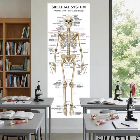 Life Size Skeleton Bones Named Poster 72 x 27 Inch Human Skeleton Poster for Classroom or Lab and Medical Office Shipped Crease-Free Posters Wall Decor for Students Teachers and Doctors in Saudi Arabia