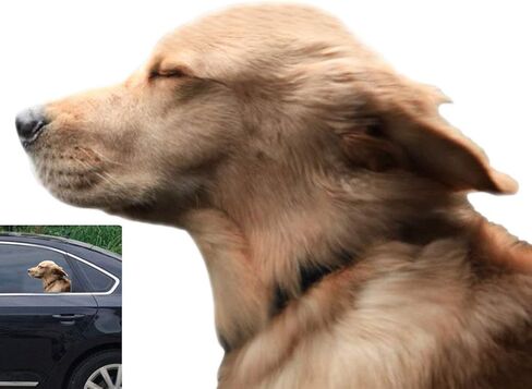Riders Golden Retriever Car Sticker Window Decal for Vehicles Dog Window Cling(for Left Side) in Saudi Arabia