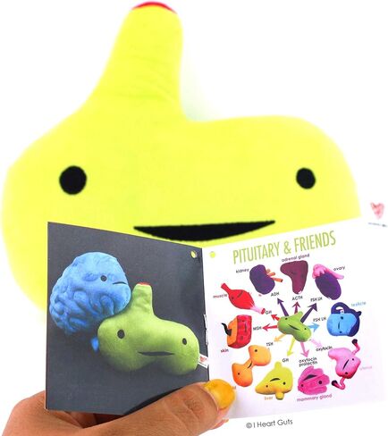 I Heart Guts Pituitary Gland Plush - 10.5" Cute Educational Organ Toy for Hormone Imbalance - Funny Get Well Gift for Nurse Patients & Medical Student STEM Anatomy Plushie in Kuwait