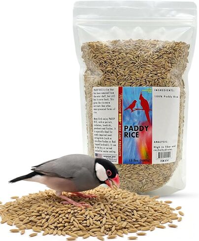 Morning Bird Paddy Rice Bird Seed for Optimal Health & Nutritious Pet Bird Food – Supports Feathers & Immunity – Ideal for All Seed Eating Birds. 4.5 lbs (3-Pack, 1.5 lbs Each) in Saudi Arabia