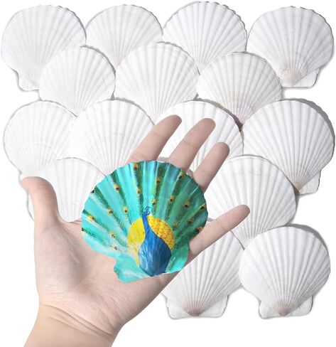 17pcs 3-3.3inch Scallop Shells, Natural Large Scallop, Sea Shells for Crafting, Seashells Beach Decorations for Home, Beaching Wedding Decoration in Saudi Arabia