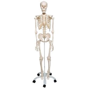 3B Scientific A10 Stan the Standard Skeleton w/ Pelvic mounted roller stand - 3B Smart Anatomy