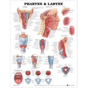 Pharynx & Larynx Anatomical Chart