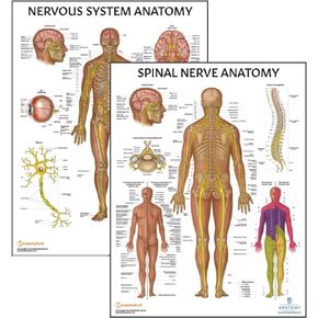 2 PACK Nervous and Spinal Nerves Anatomy Poster Set, LAMINATED, Anatomy and Physiology Poster, 17.3 x 22.5 Inches, Nervous System Diagram, Human Anatomical Chart, Body Poster