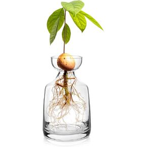 Glass Avocado Tree Flower Vases - Avocado Tree Growing Kit Flowers Pot Acorn Plant Glass Bulb Vase for Home Table Desk Indoor Decor1