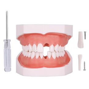 نموذج أسنان Faruijie Dental Typodont - نموذج ممارسة تعليم الأسنان القابل للإزالة، نموذج عرض تعليمي Typodont يأتي مع مفك براغي صغير...