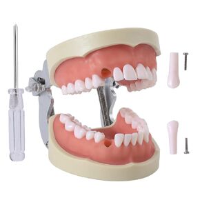 faruijie Dental Typodont Teeth Model - Removable Tooth Teach Practice Model Teaching Study Typodont Demonstration Model Come with a Small Screwdriver…