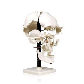 Jackson Global JS00050 Life Size Beauchene Model | “Exploded" to Show How Bones Fit Together | Disarticulated, Mounted on Wire to Retain Spatial Relationship