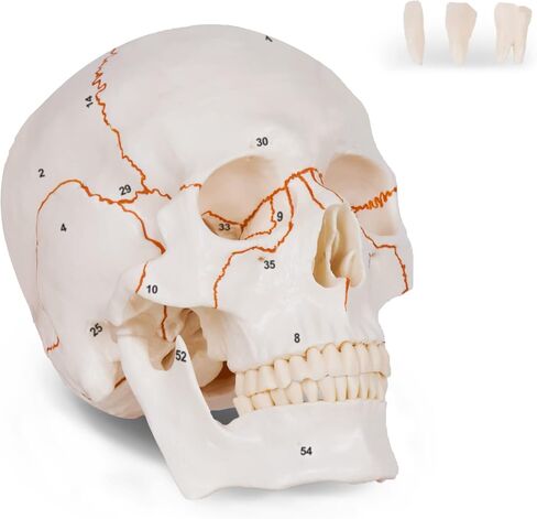 Numbered Human Skull Model,Life Size Anatomical Skull Model with Removable Teeth and Replacement Teeth,Removable Skull Cap,Articulated Mandible,Orange Sutures,for Educational and Medical Use. in Kuwait