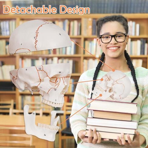Numbered Human Skull Model,Life Size Anatomical Skull Model with Removable Teeth and Replacement Teeth,Removable Skull Cap,Articulated Mandible,Orange Sutures,for Educational and Medical Use. in Kuwait