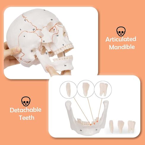 Numbered Human Skull Model,Life Size Anatomical Skull Model with Removable Teeth and Replacement Teeth,Removable Skull Cap,Articulated Mandible,Orange Sutures,for Educational and Medical Use. in Kuwait