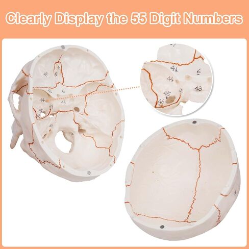 Numbered Human Skull Model,Life Size Anatomical Skull Model with Removable Teeth and Replacement Teeth,Removable Skull Cap,Articulated Mandible,Orange Sutures,for Educational and Medical Use. in Kuwait