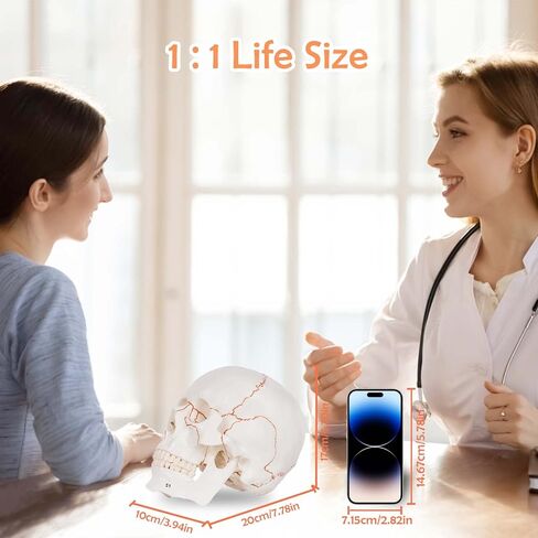 Numbered Human Skull Model,Life Size Anatomical Skull Model with Removable Teeth and Replacement Teeth,Removable Skull Cap,Articulated Mandible,Orange Sutures,for Educational and Medical Use. in Kuwait