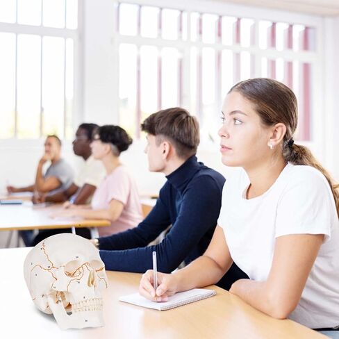 Numbered Human Skull Model,Life Size Anatomical Skull Model with Removable Teeth and Replacement Teeth,Removable Skull Cap,Articulated Mandible,Orange Sutures,for Educational and Medical Use. in Kuwait