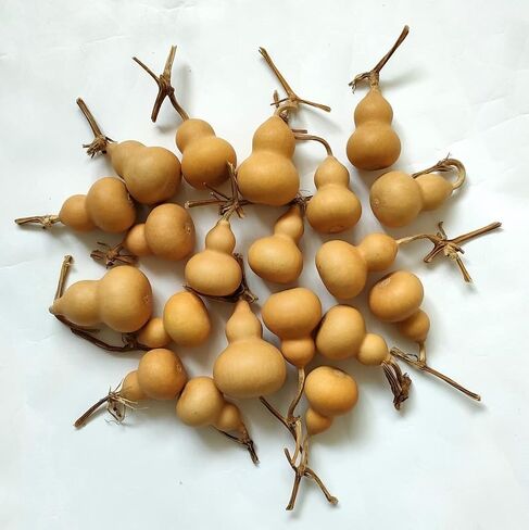 Natural Dry Gourd Bottle Gourd Cucurbit Mini Cute Dried Gourd Bottle Natural Gourd Ornament Adornment Decorative Gourd Practical Desktop Decor Original Dry Gourd DIY Crafts (10 pcs) in Saudi Arabia