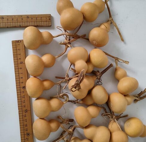Natural Dry Gourd Bottle Gourd Cucurbit Mini Cute Dried Gourd Bottle Natural Gourd Ornament Adornment Decorative Gourd Practical Desktop Decor Original Dry Gourd DIY Crafts (10 pcs) in Saudi Arabia
