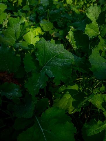 New Zealand Maximum Deer Food Plot Seed, Annual Forage with 100% New Zealand Brassicas, Rapid Growth, Massive Antler Growth & Deer Health, 2.25 lb Bag Plants 1/4 Acre in Saudi Arabia
