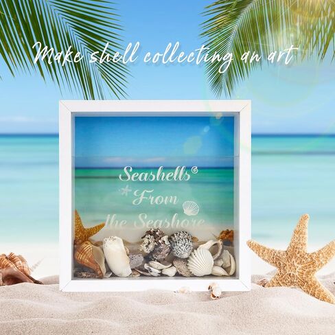 FramePro 8"x8" Seashell Holder Display case-Seashells Agates Shark Teeth Starfish Trinke, Seashell Collection Box Decorative Shadow Box with Real Glass ,Wall Mount or Tabletop (White) in Kuwait