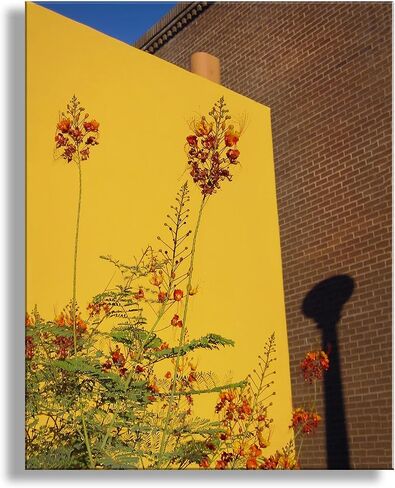 Southwest Decor with Tucson Barrio Urban Art Print with Mexican Bird of Paradise Flower in Saudi Arabia
