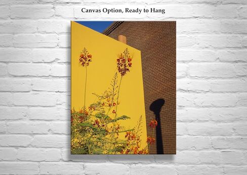 Southwest Decor with Tucson Barrio Urban Art Print with Mexican Bird of Paradise Flower in Saudi Arabia
