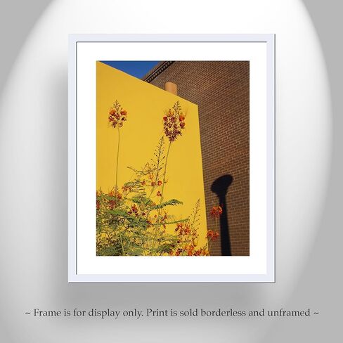Southwest Decor with Tucson Barrio Urban Art Print with Mexican Bird of Paradise Flower in Saudi Arabia
