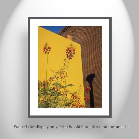 Southwest Decor with Tucson Barrio Urban Art Print with Mexican Bird of Paradise Flower in Saudi Arabia