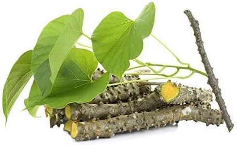 Fresh Neem Giloy Sticks Set of 12 (6" Inch Long) Packing in Corrugated Box in Saudi Arabia