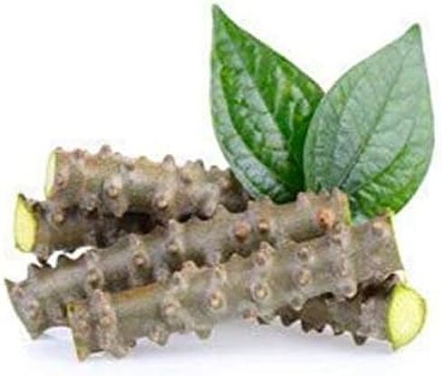 Fresh Neem Giloy Sticks Set of 12 (6" Inch Long) Packing in Corrugated Box in Saudi Arabia
