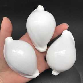 PEPPERLONELY 4PC Common Egg Cowrie Sea Shells, Shiny White Cowrie Shells, 2-3/4 Inch ~ 3 Inch
