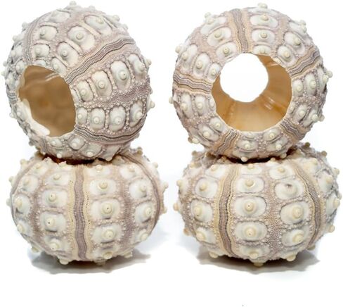 Sea Urchin | 4 Sputnik Sea Urchin Shell | 4 Purple Sputnik Sea Urchin Shells for Craft and Decor | Plus Free Nautical eBook by Joseph Rains in Saudi Arabia
