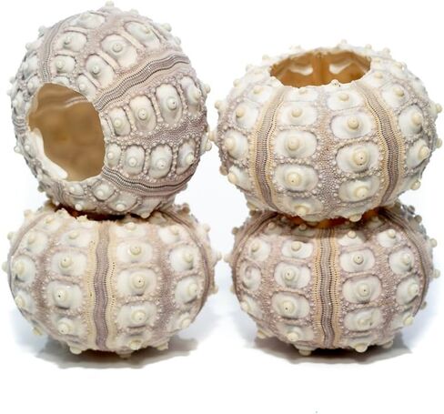 Sea Urchin | 4 Sputnik Sea Urchin Shell | 4 Purple Sputnik Sea Urchin Shells for Craft and Decor | Plus Free Nautical eBook by Joseph Rains in Saudi Arabia