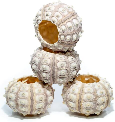 Sea Urchin | 4 Sputnik Sea Urchin Shell | 4 Purple Sputnik Sea Urchin Shells for Craft and Decor | Plus Free Nautical eBook by Joseph Rains in Saudi Arabia