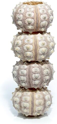 Sea Urchin | 4 Sputnik Sea Urchin Shell | 4 Purple Sputnik Sea Urchin Shells for Craft and Decor | Plus Free Nautical eBook by Joseph Rains in Saudi Arabia