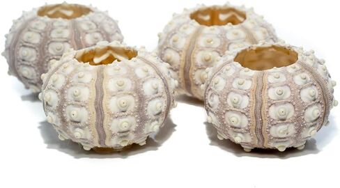 Sea Urchin | 4 Sputnik Sea Urchin Shell | 4 Purple Sputnik Sea Urchin Shells for Craft and Decor | Plus Free Nautical eBook by Joseph Rains in Saudi Arabia