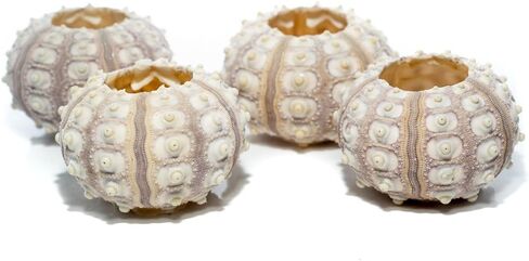 Sea Urchin | 4 Sputnik Sea Urchin Shell | 4 Purple Sputnik Sea Urchin Shells for Craft and Decor | Plus Free Nautical eBook by Joseph Rains in Saudi Arabia