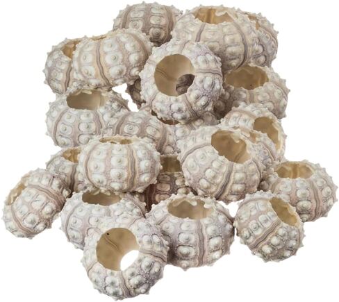Sea Urchin | 4 Sputnik Sea Urchin Shell | 4 Purple Sputnik Sea Urchin Shells for Craft and Decor | Plus Free Nautical eBook by Joseph Rains in Saudi Arabia